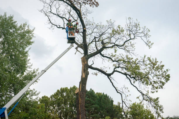 Best Storm Damage Tree Cleanup  in Okeechobee, FL