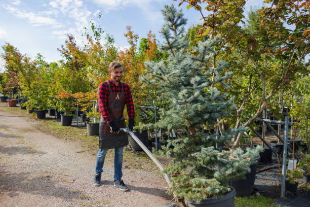 Best Tree Risk Assessment  in Okeechobee, FL