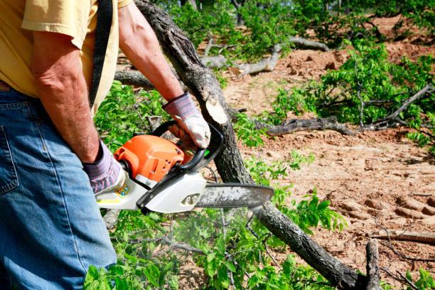 Reliable Okeechobee, FL  Tree Services Solutions